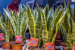 260118-39_Vrijmarkt-HR